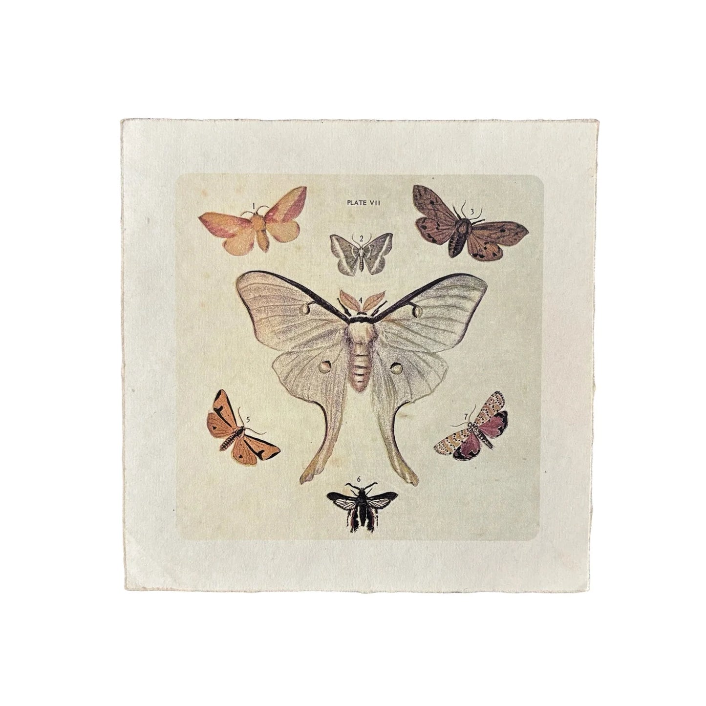 Flora & Fauna Art Poster, 8x8