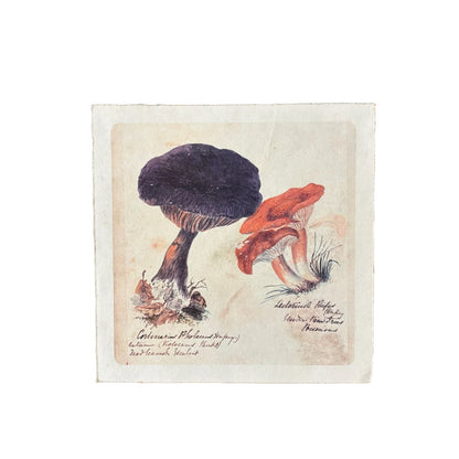 Flora & Fauna Art Poster, 8x8