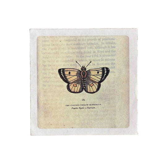 Flora & Fauna Art Poster, 8x8